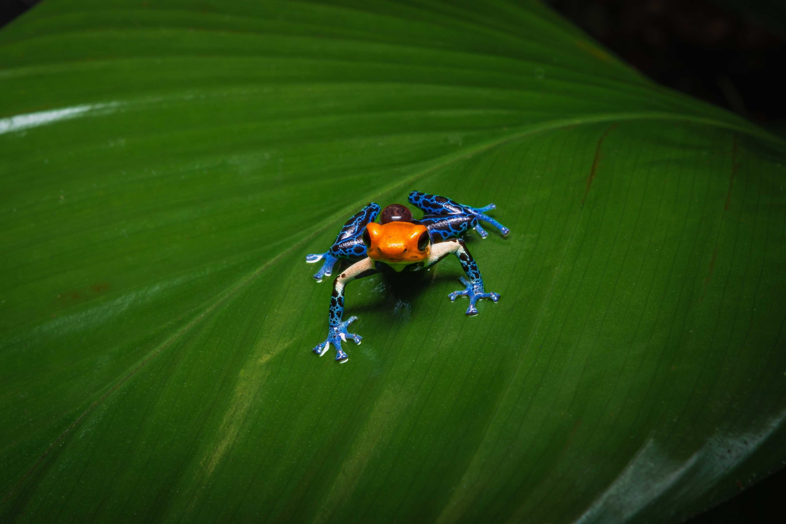 The fantastic poison dart frogs of Peru