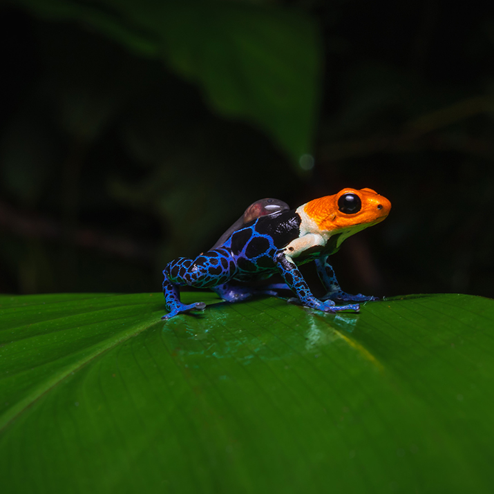 The fantastic poison dart frogs of Peru