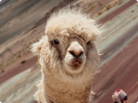 Picture 01 - Wildlife on the Andes