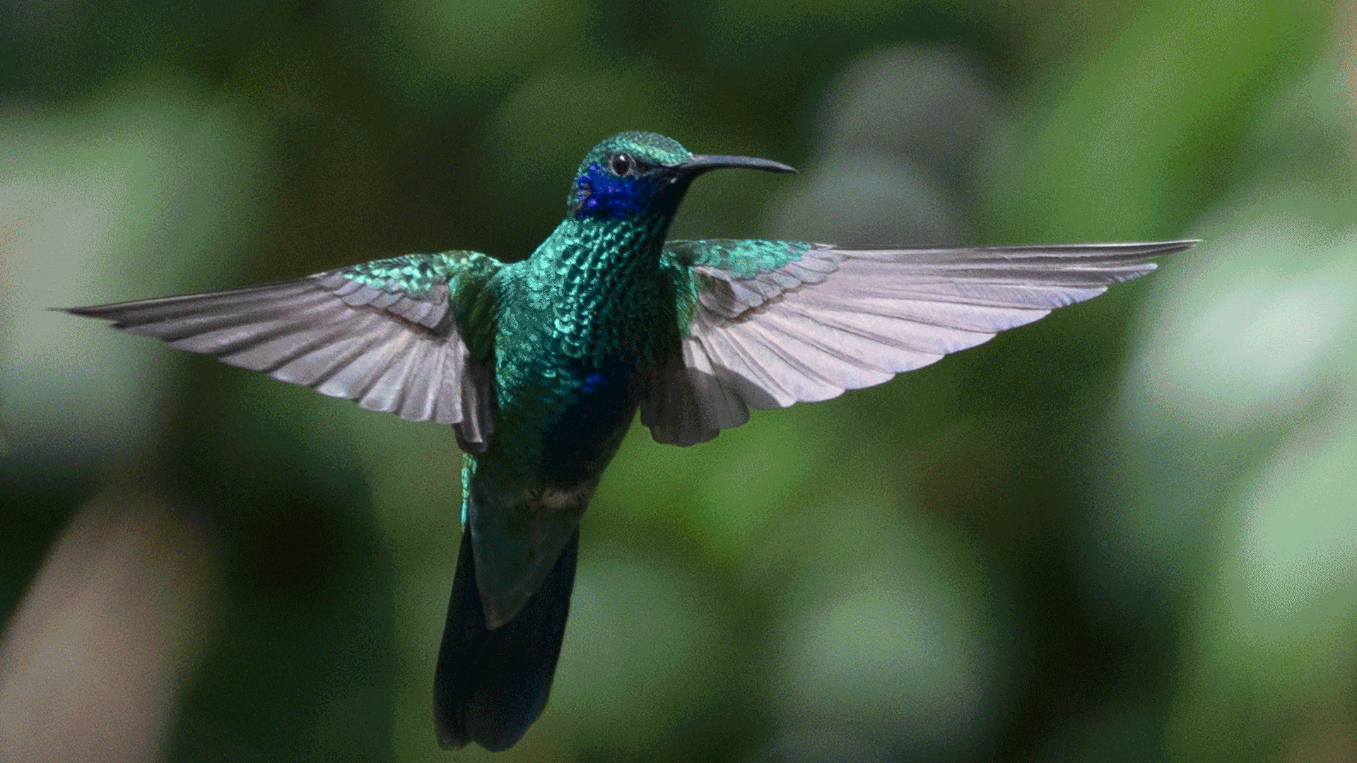 Southern Andean Hummingbirds, a Life of Extremes