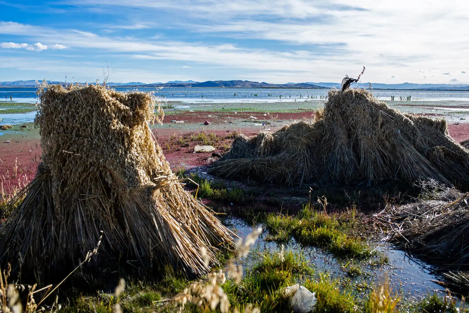 Near the mouth of the polluted Coata River, residents collect grasses that have been grown and harvested in unsanitary conditions to feed livestock. Photo: Illa Liendo Tagle