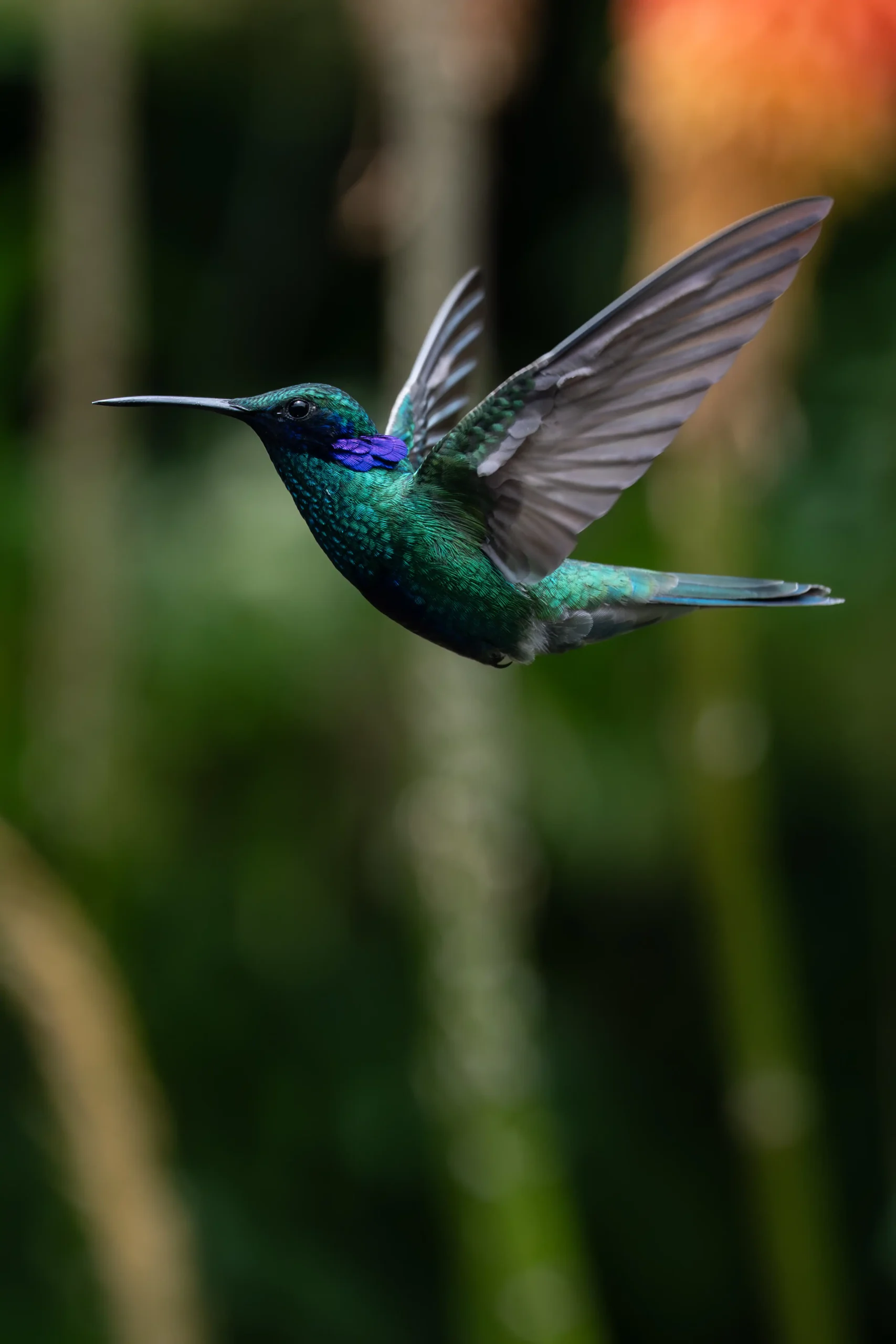 Colibríes del sur andino, una vida de extremos
