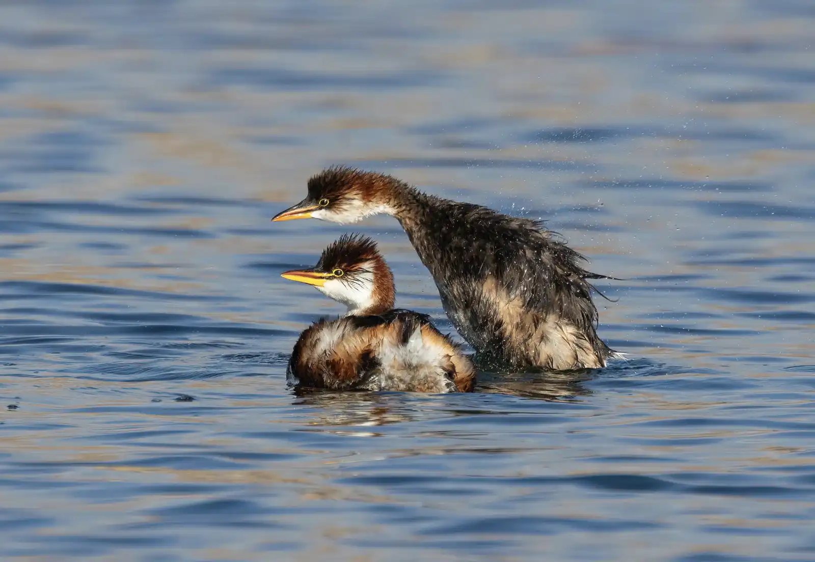 An adult Titicaca grebe with its chick on Lake Titicaca. This species builds floating nests from totora reeds and other aquatic plants, with both parents taking part in caring for the young. Photo: Thibaud Aronson.