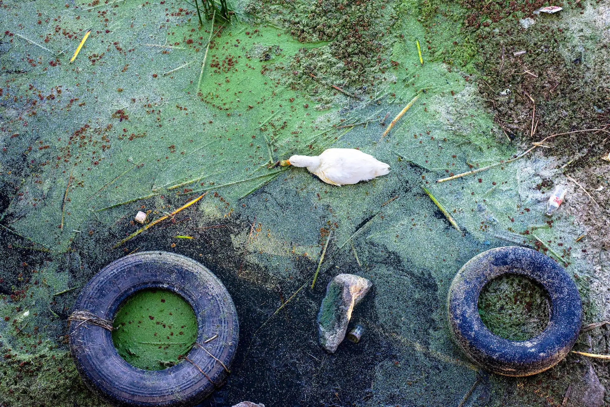 A duck searches for food among trash and foul-smelling waters at the Puno pier. Photo: Illa Liendo Tagle