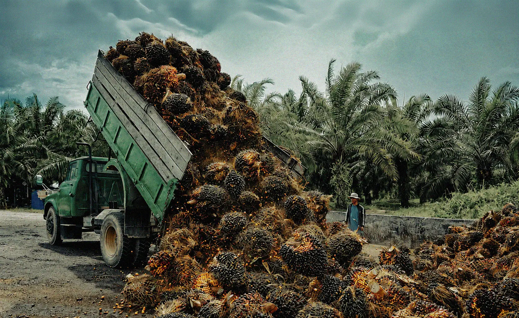 Palm oil harvest, a crop associated with tropical forest deforestation for agro-industrial use. Photo: Migin / iStock