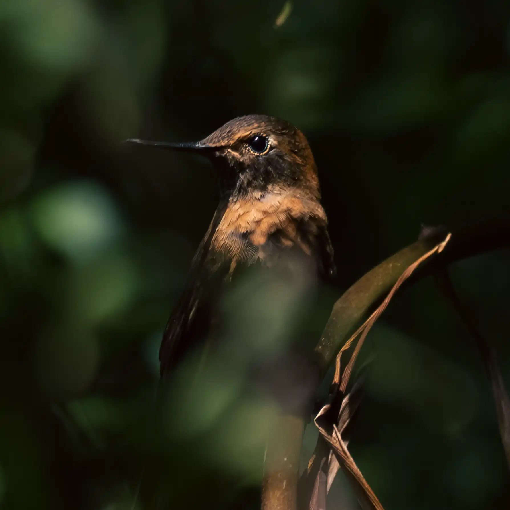 Southern Andean Hummingbirds, a Life of Extremes