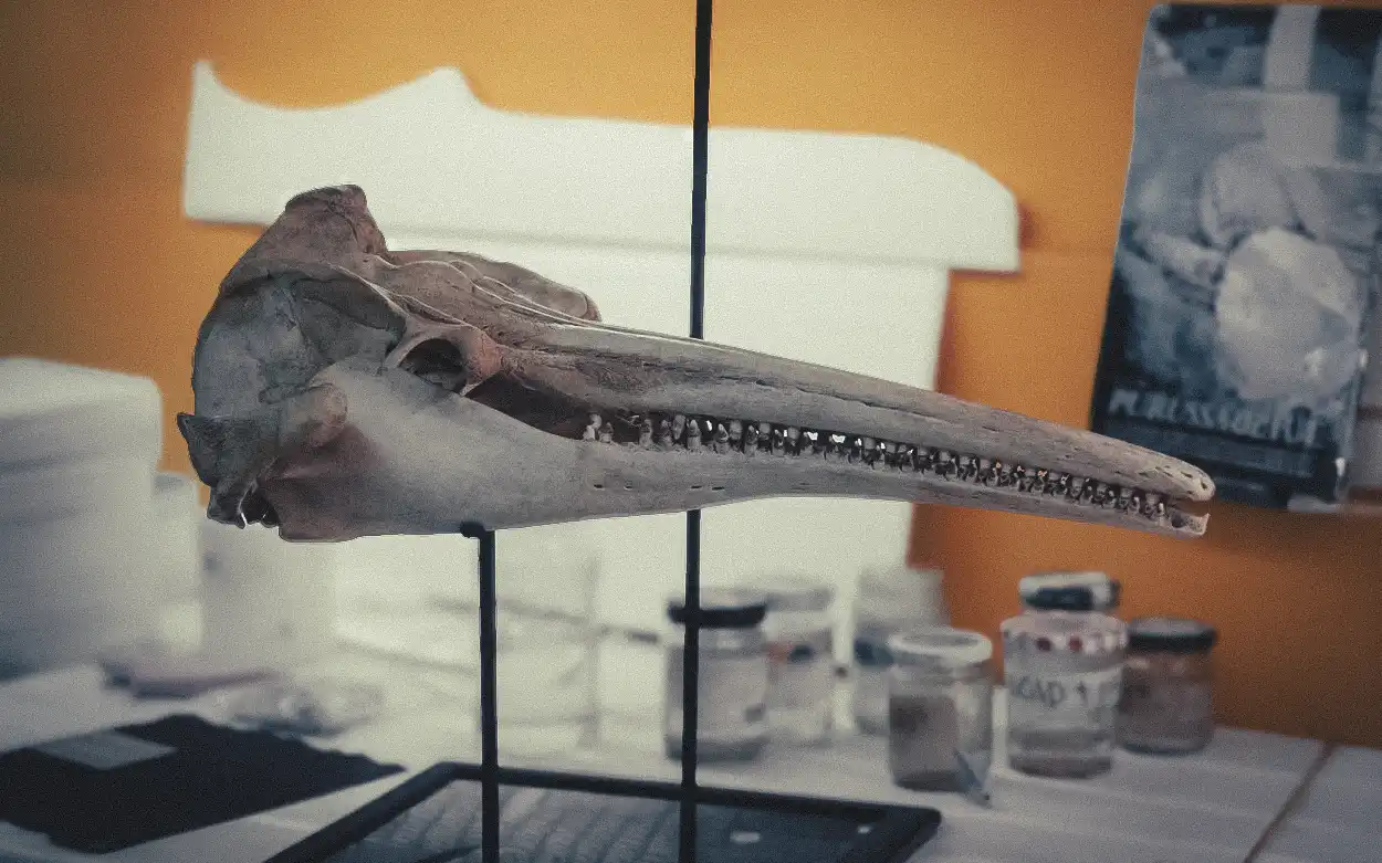 Fossilized skull of Pebanista yacuruna. Its name, inspired by Amazonian mythology, pays tribute to the aquatic beings regarded as guardians of the rivers. Photo: Andina.