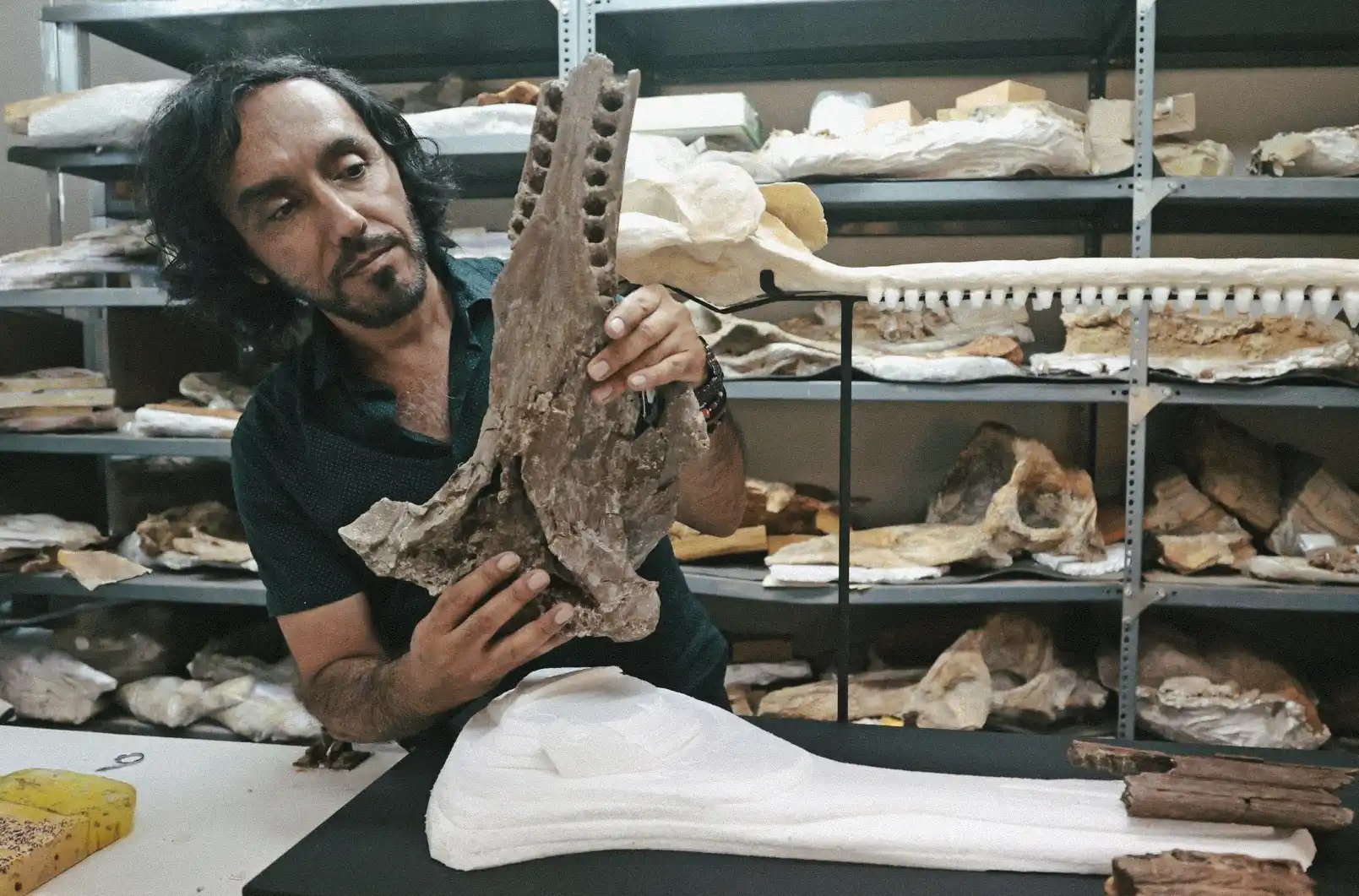 The fossil of Pebanista yacuruna, now on display at the Natural History Museum in Lima, was shown exclusively to the Andina News Agency. Photo: ANDINA / Vidal Tarqui.