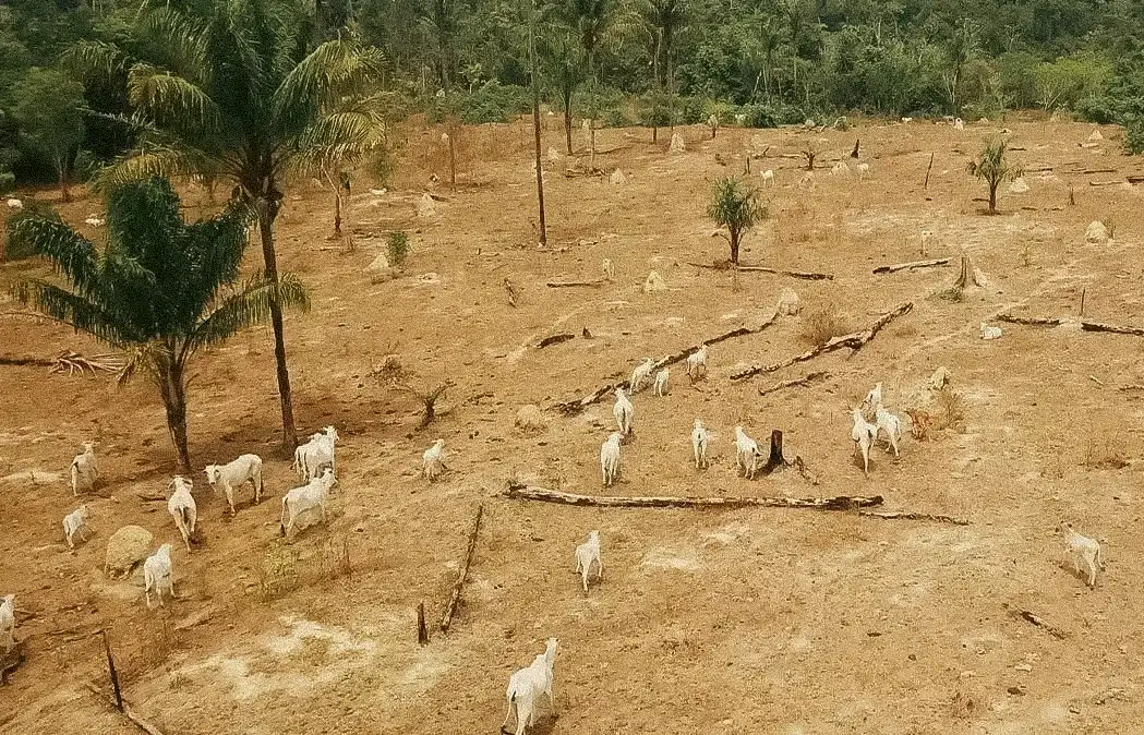 Cattle grazing in a deforested area of the Amazon, highlighting the conversion of forest into land for agricultural and livestock activities. Photo: Animal Equality.
