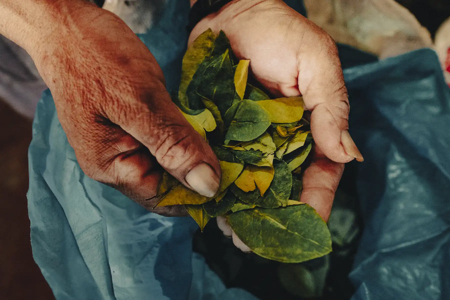 The coca leaf is a sacred plant for Andean peoples, cultivated for thousands of years for medicinal and ritual purposes — very different from the drug derived from it. Photo: Jason Houston