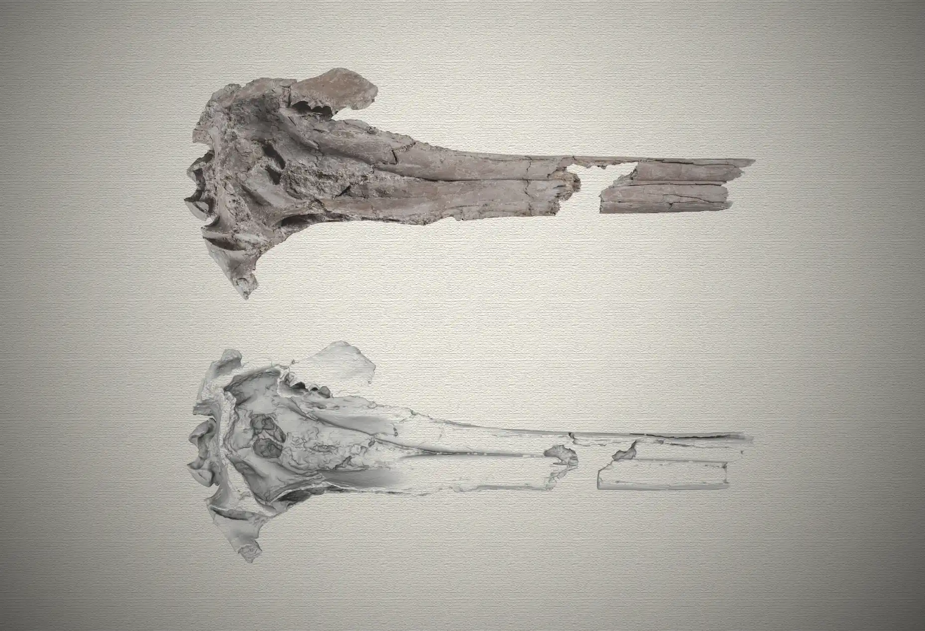 Type specimen (holotype) of Pebanista yacuruna, including a photograph of the specimen and a 3D surface model in dorsal view. Credit: Aldo Benites-Palomino.