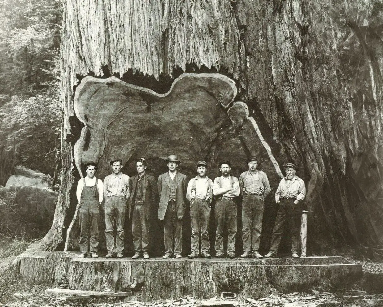 Lumberjacks pose next to a giant sequoia before felling it, an image portraying man's dominance over nature during the Industrial Revolution.