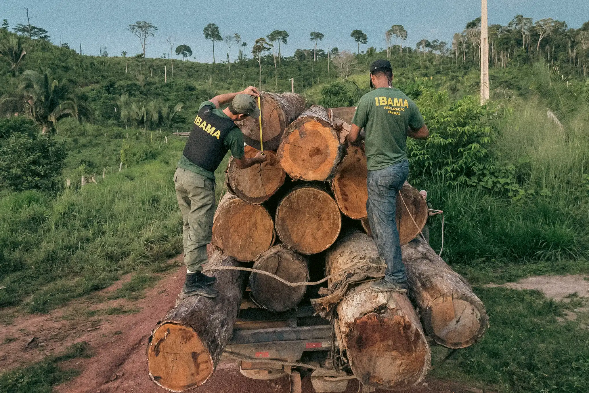 Environmental officials measuring illegally logged timber in the Brazilian Amazon rainforest. Photo: Vinicius Mendonza / Ibama via Associated Press.