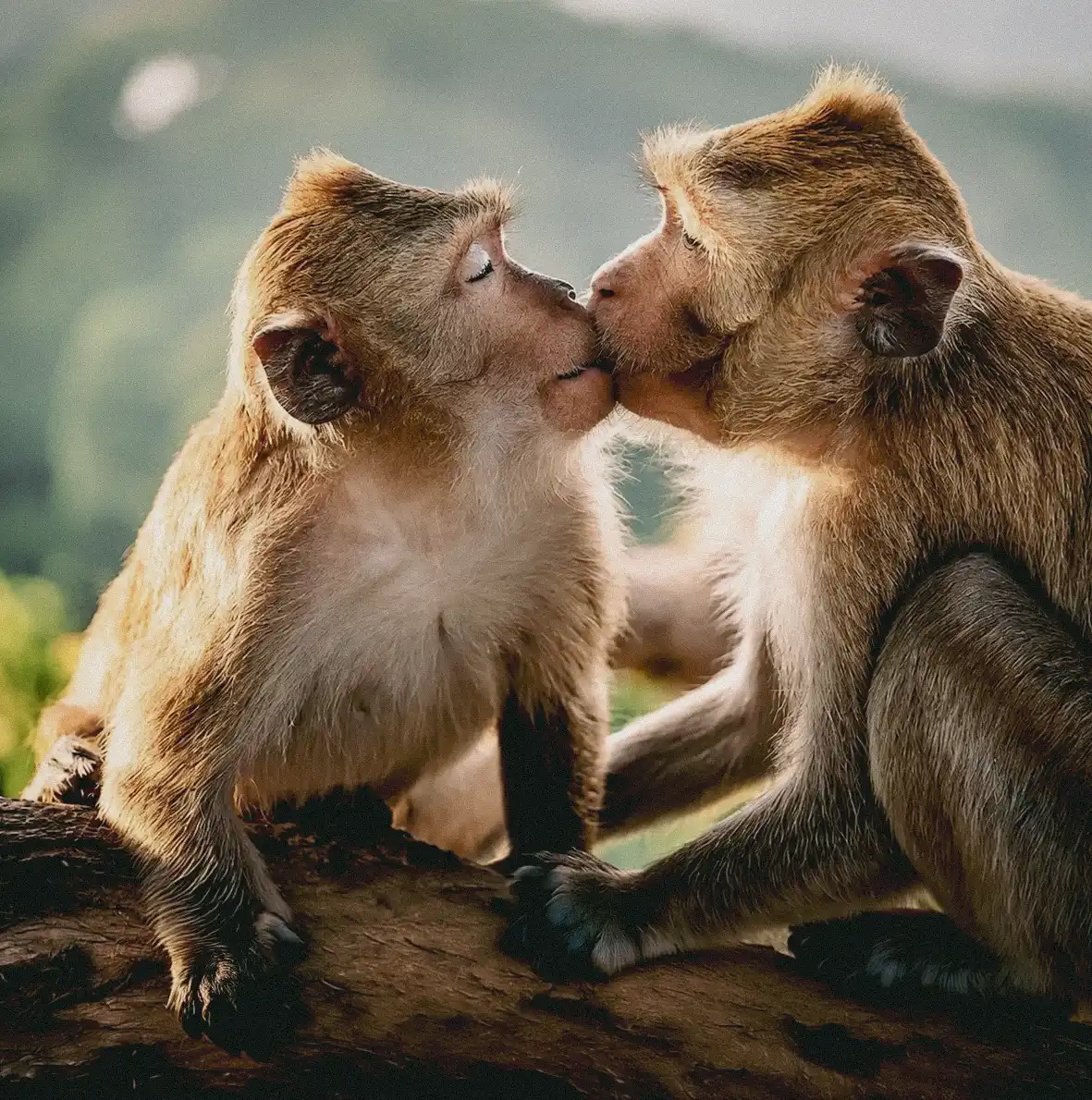Okay, but why do we kiss?