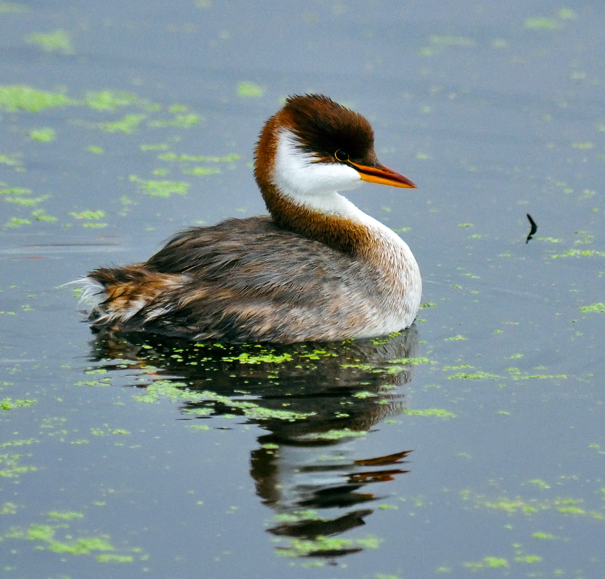 This bird is found only in the Lake Titicaca basin. The Titicaca grebe is an endemic species of Peru and Bolivia, meaning it does not occur naturally anywhere else in the world. Photo: Ryan O'Donnell.