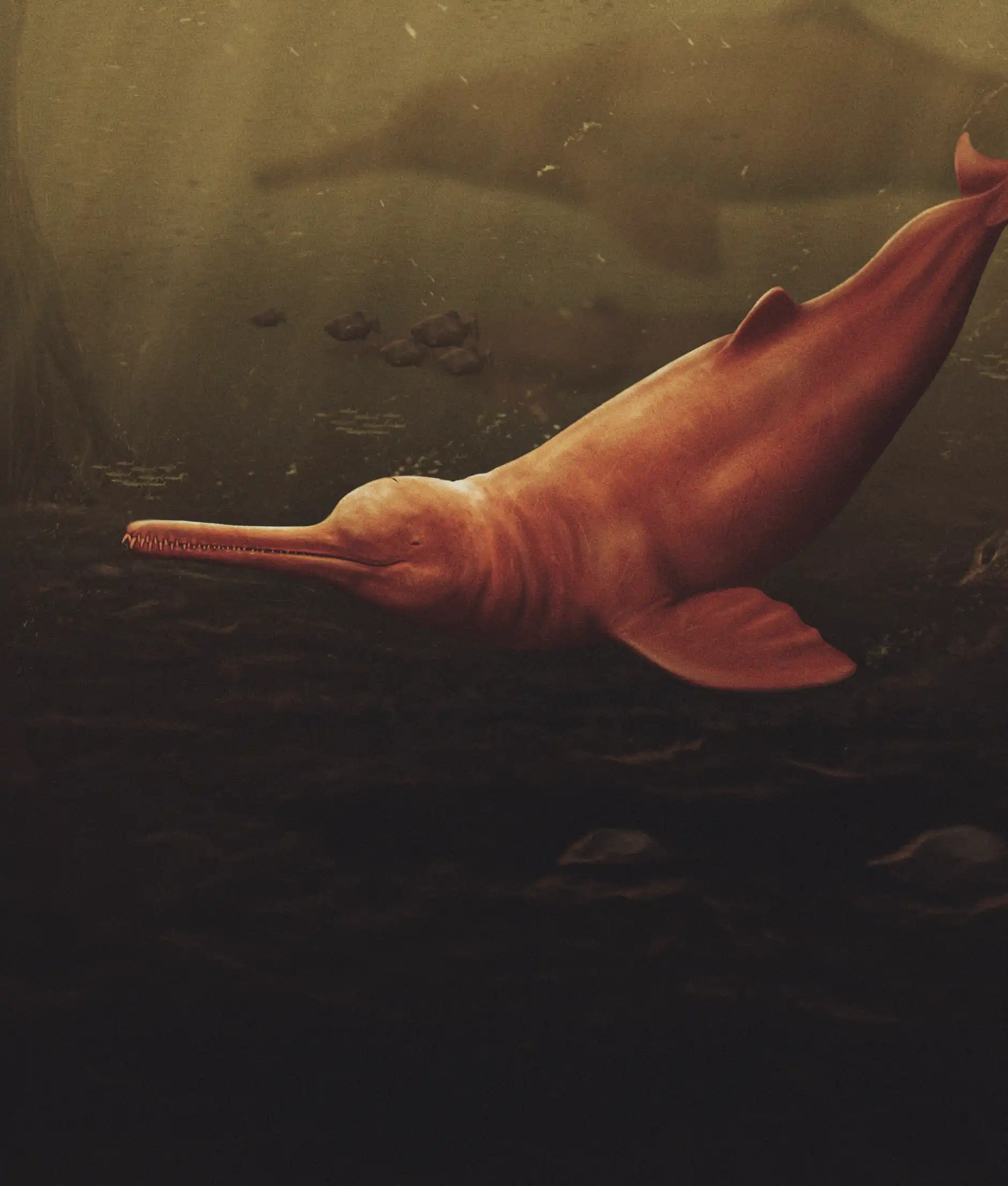 The demon dolphin that lived in the Amazon 16 million years ago