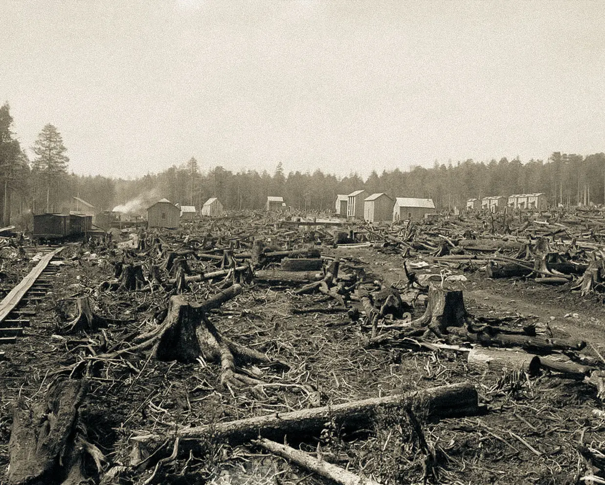 Tree stumps cover Davis, West Virginia, an example of forest exploitation during the Industrial Revolution (1885-1925). Photo: piemags/LCB