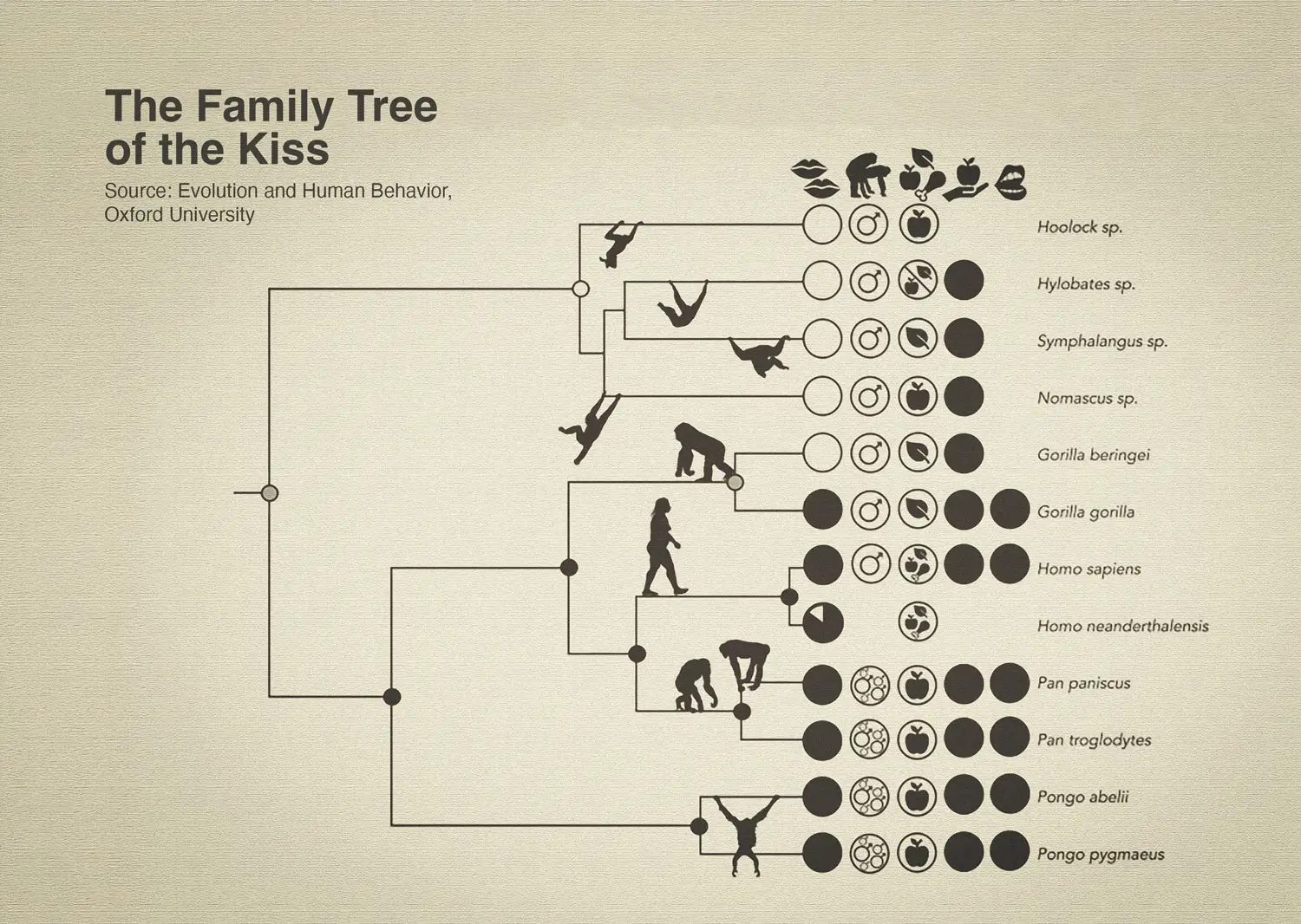 Family tree of apes showing which species have been observed kissing (black circles) and which have not (white circles). The study estimates the gesture may have already existed in the common ancestor of humans, chimpanzees, and bonobos, around 21 million years ago. Source: Evolution and Human Behavior.