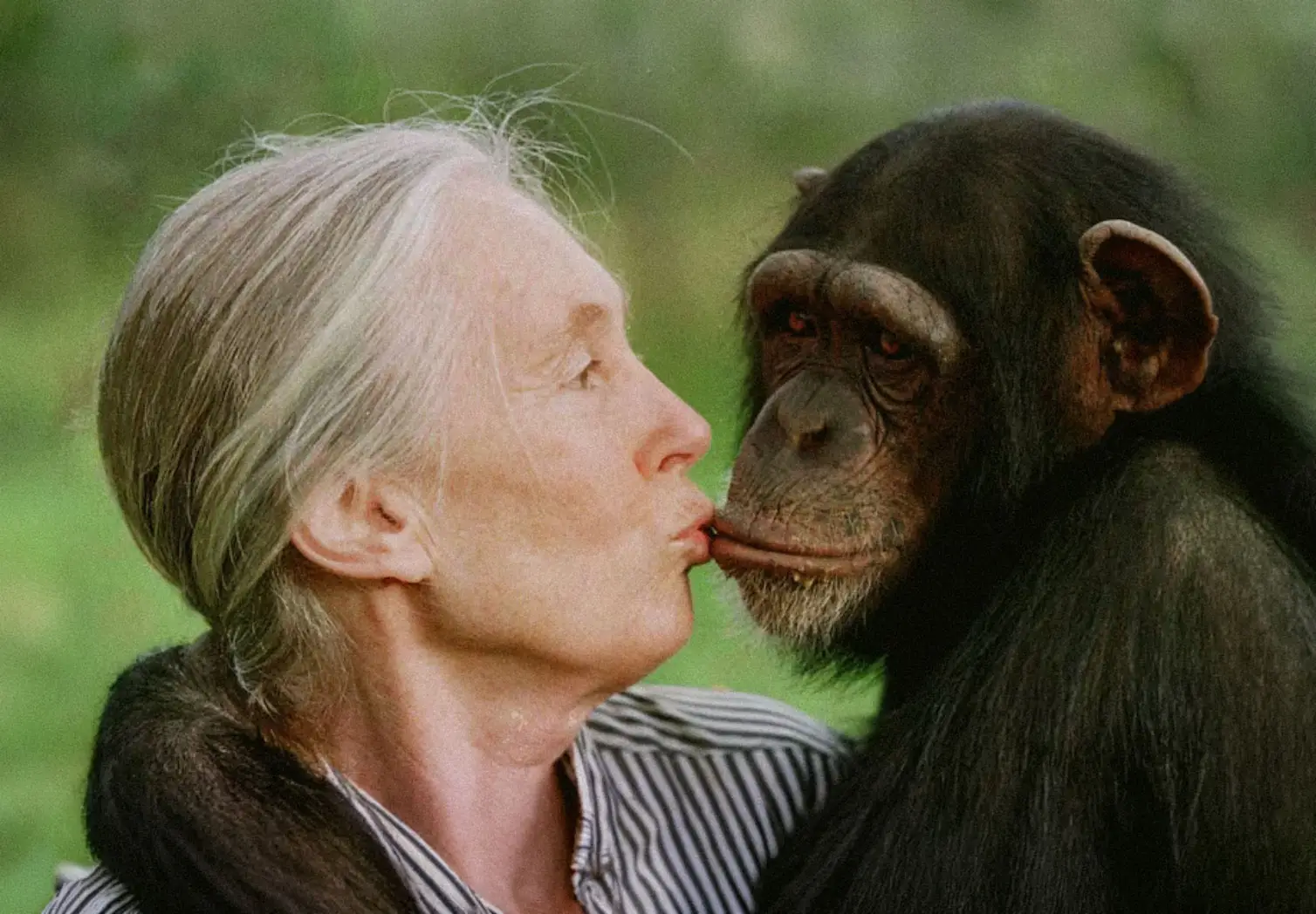 Jane Goodall kisses Tess, a female chimpanzee, at the Sweetwaters Chimpanzee Sanctuary near Nanyuki, north of Nairobi, in 1997. Credits: JEAN-MARC BOUJU / Associated Press.