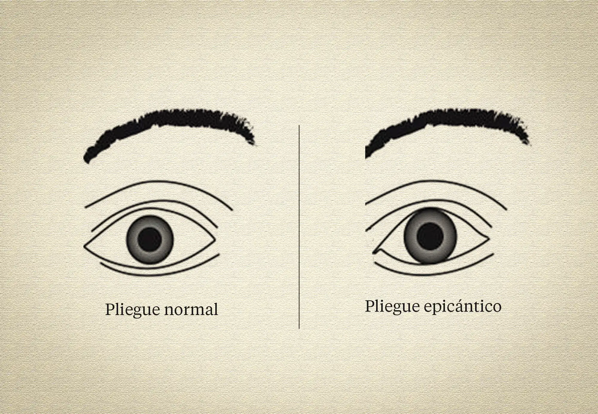 The epicanthic fold is a natural eyelid variation, present in much of the Asian population and also in many Indigenous peoples of the Americas. Illustration: Clau Og.