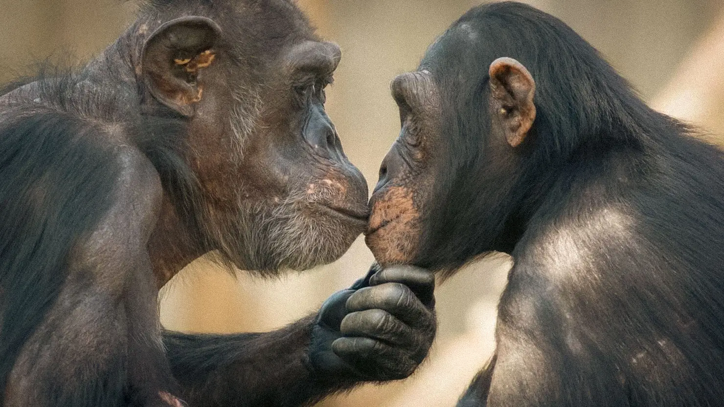 Long before becoming a symbol of romance, the kiss may have been a tool for resolving conflict. Photo: Mercial/Alamy Stock Photo.