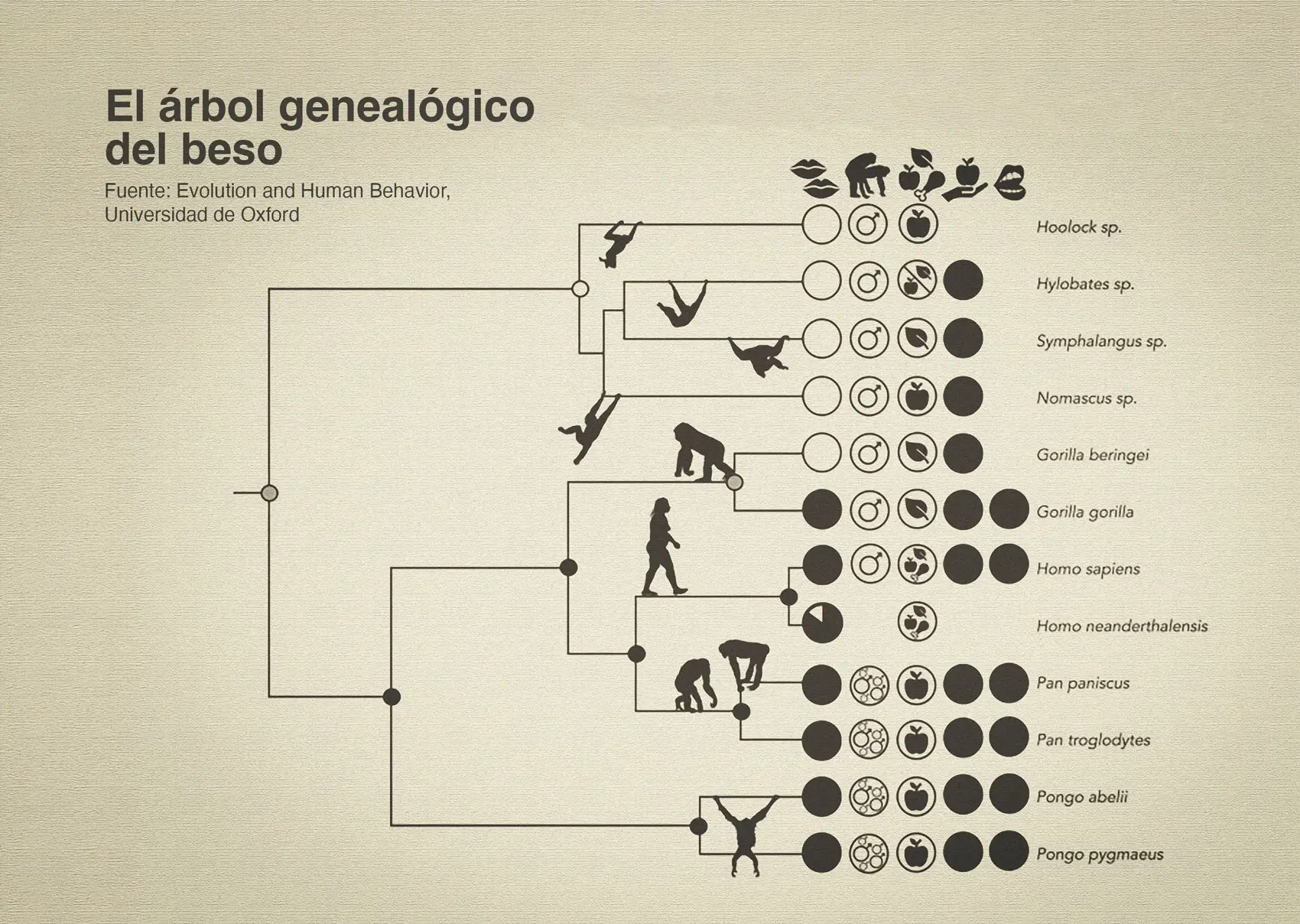 Árbol genealógico de los simios que muestra en qué especies se ha observado el beso (círculos negros) y en cuáles no (círculos blancos). El estudio estima que el gesto pudo existir ya en el ancestro común de humanos, chimpancés y bonobos, hace unos 21 millones de años. Fuente: Evolution and Human Behavior.