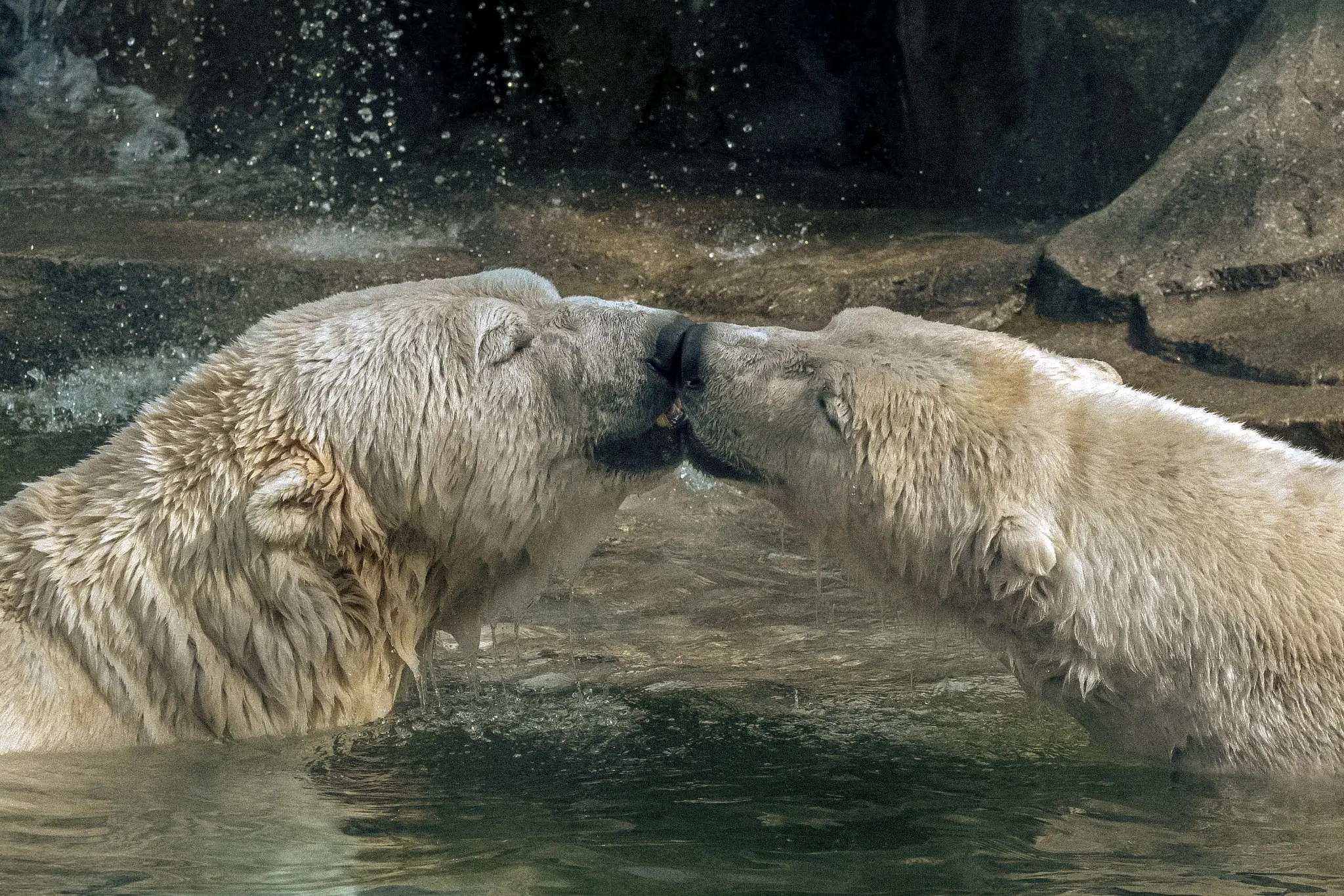 Two polar bears touch snouts in the water, a gesture that in several species serves as a greeting or a form of reconciliation. Photo: Arterra / Getty Images.