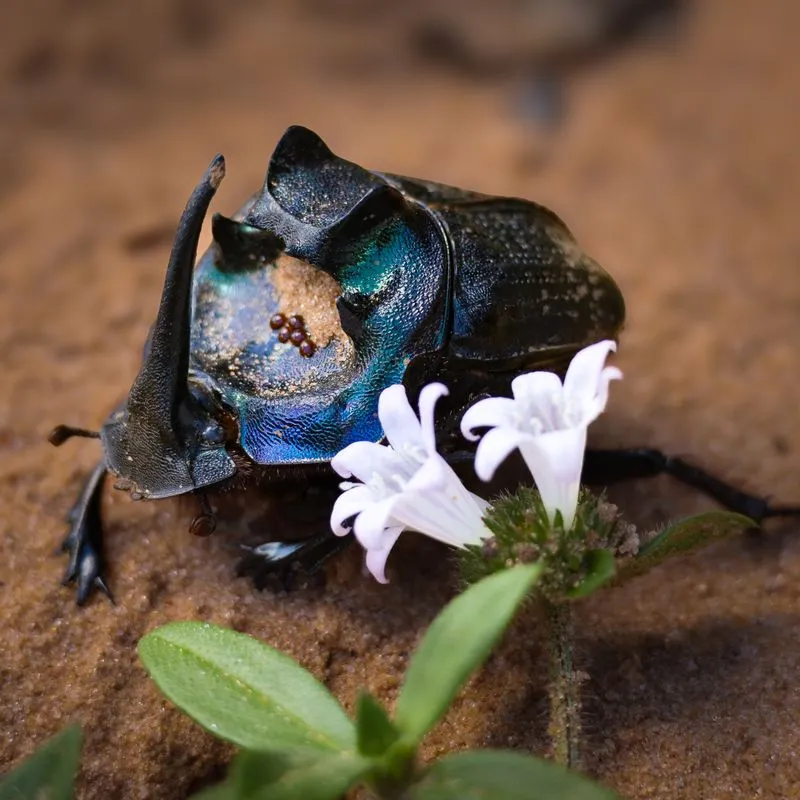 Coprophanaeus lancifer. Photo: Xandao Esteves.