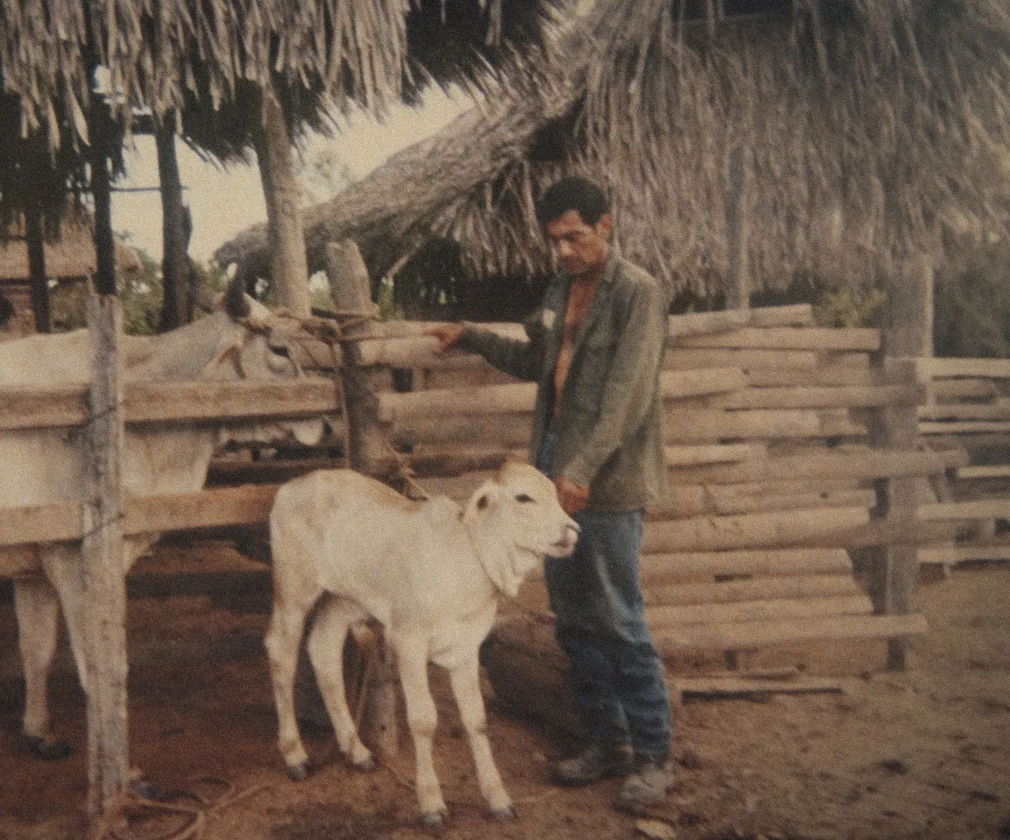 Victor Zambrano with cattle in a rustic corral, Madre de Dios. Photo: Archive / K'erenda Zambrano.