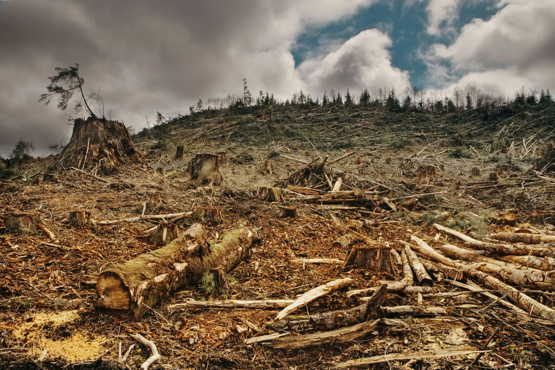 More than 144,000 hectares of primary forest were deforested in national territory. Source: Andean Amazon Monitoring Project (MAAP, 2013) Photo: Envato