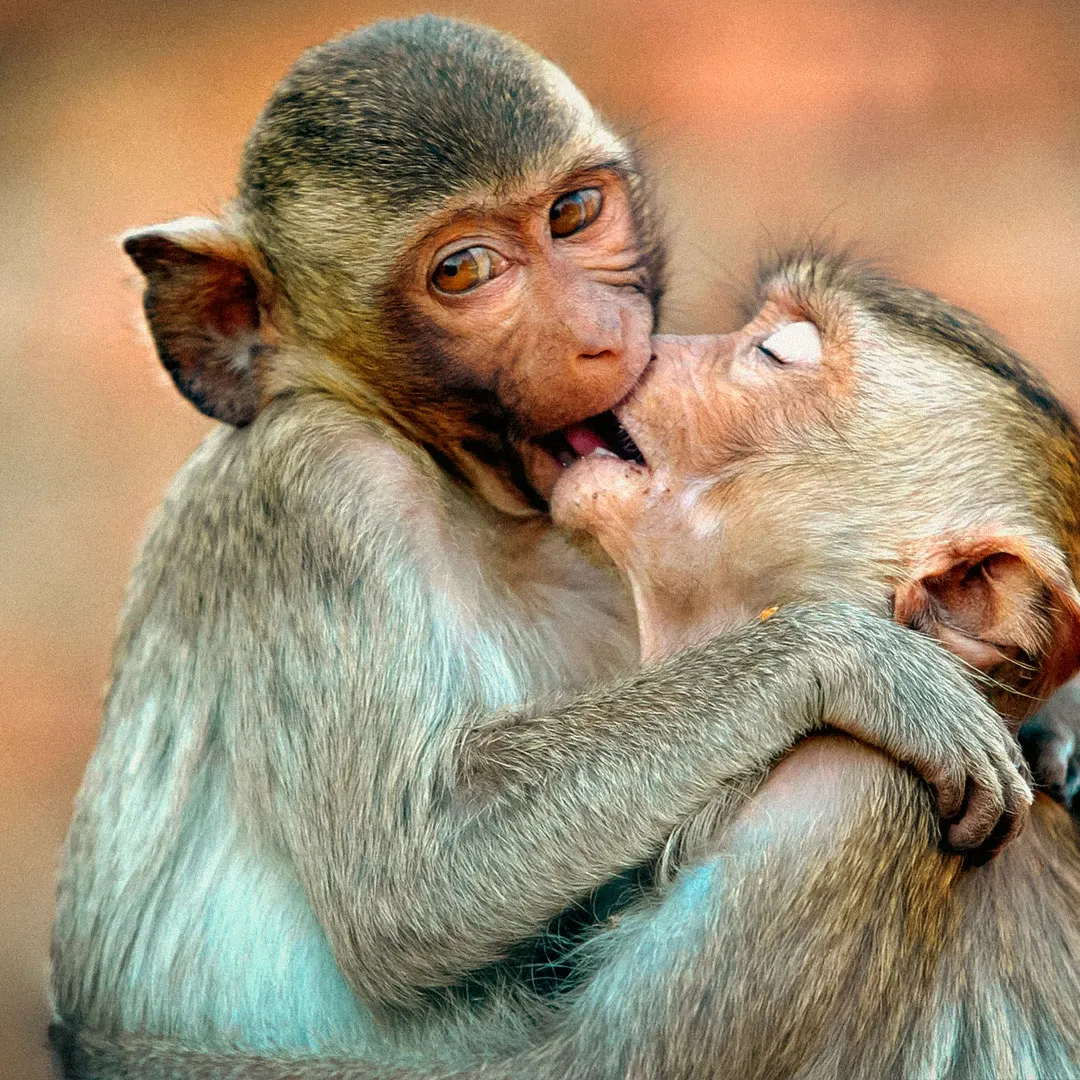 Okay, but why do we kiss?