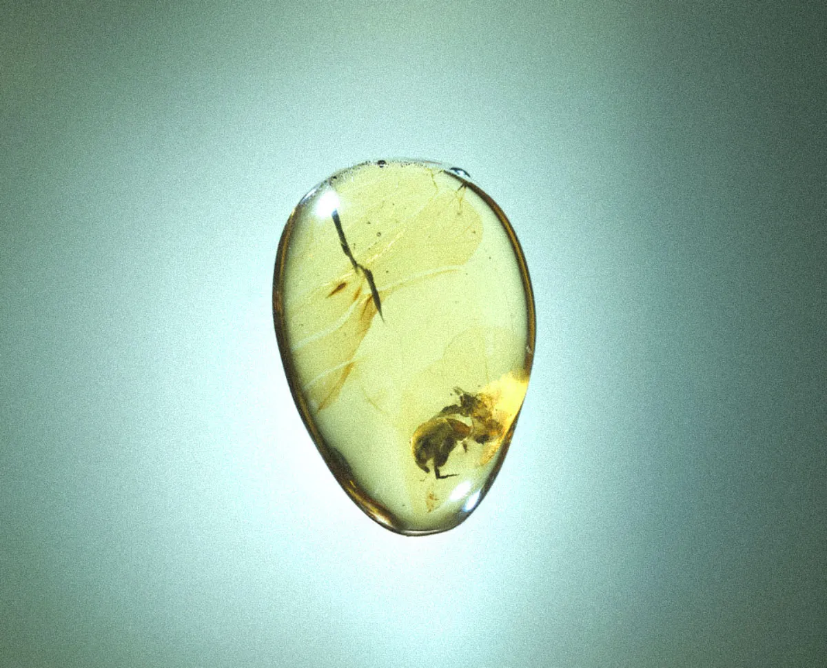 Fossilized beetle in amber. Photo: Current Biology.